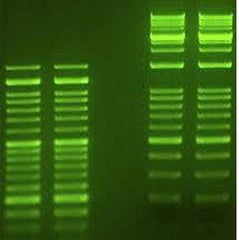 SmartGlow DNA stain - laguna scientific